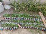 โครงการโรงเรียนพอเพียงท้องถิ่น "ปลูกผักรักษ์โลก"...